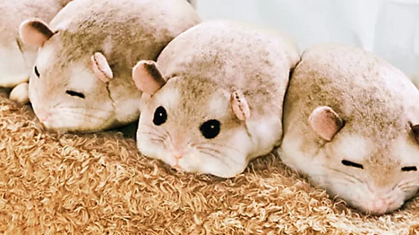 これがティッシュボックスカバー？ぎゅうぎゅう集まって眠るハムスターが可愛い